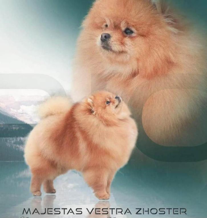 Staat ter dekking FCI pomeriaan dwergkees pomeranian, Dieren en Toebehoren, Honden | Poolhonden, Keeshonden en Oertypen, Reu, Keeshond