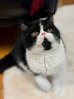 kittens Exotic korthaar, Dieren en Toebehoren, Katten en Kittens | Raskatten | Korthaar, Kater, Gechipt, 0 tot 2 jaar