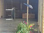 Vogels, Dieren en Toebehoren, Meerdere dieren, Parkiet, Geringd
