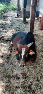 Zeboe stier 5j te koop, Dieren en Toebehoren