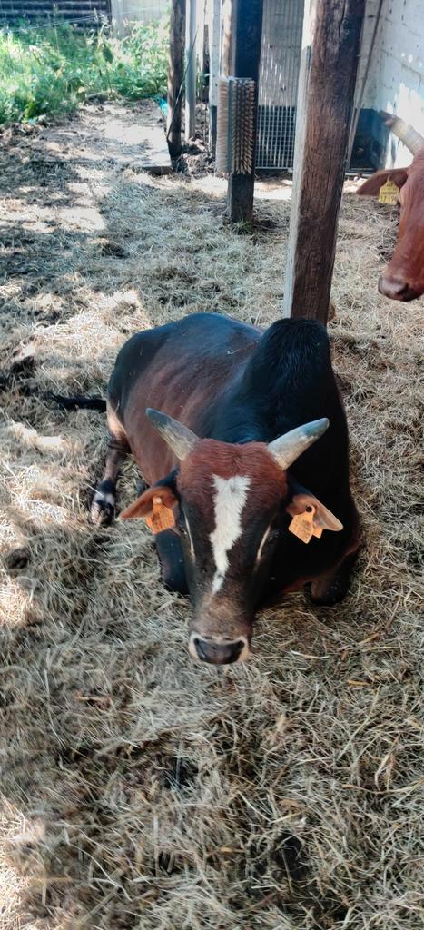 Zeboe stier 5j te koop, Dieren en Toebehoren, Runderen