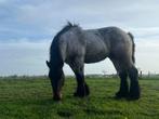 Bruinschimmel trekpaard hengst 3 jaar, Dieren en Toebehoren, Hengst, Gechipt, 3 tot 6 jaar