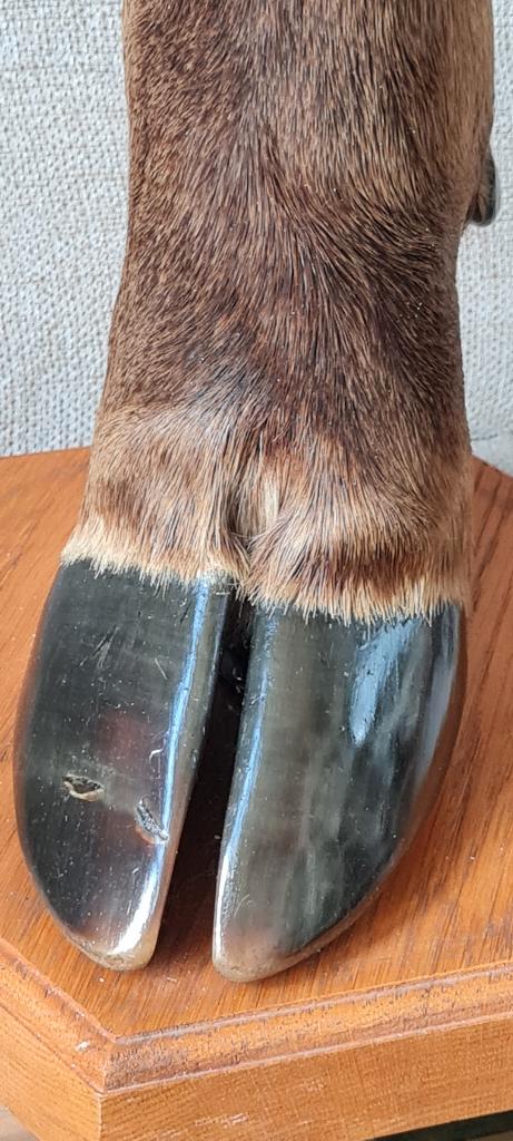 Taxidermie ELAND staander - vintage, Verzamelen, Dierenverzamelingen, Gebruikt, Opgezet dier, Overige soorten, Ophalen of Verzenden