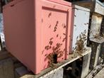 Colonies d’abeilles sur 6 cadres, Hobby & Loisirs créatifs, Enlèvement, Neuf