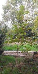 Walnootboom Broadview, Tuin en Terras, Planten | Bomen, Lente, Volle zon, 400 cm of meer, Bolboom