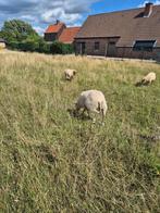 Boklammeren te koop, Dieren en Toebehoren, Schapen, Geiten en Varkens, Mannelijk, Schaap, 0 tot 2 jaar