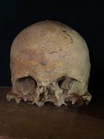 Schedel - doodskop - Skull, Comme neuf, Enlèvement ou Envoi