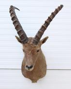 Opgezette kop ALPEN STEENBOK (Capra ibex - gewei), Verzamelen, Dierenverzamelingen, Ophalen, Gebruikt, Wild dier, Opgezet dier
