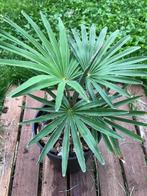 Winterharde palmen en kruisingen (hybride palmen), Tuin en Terras, Planten | Bomen, In pot, Halfschaduw, Ophalen of Verzenden