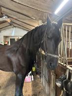Halve stal / hele stal gezocht, Merrie