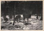 HERTEN  IN  WOUD  SAINT-HUBERT, Verzamelen, Postkaarten | Dieren, Verzenden, 1920 tot 1940, Gelopen, Wild dier