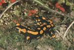 VUURSALAMANDER, Collections, Cartes postales | Animaux, Envoi, Affranchie, Autres