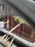Halsbandparkiet en kooi, Tam