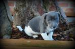 Blauwe Jack Russell pups, Dieren en Toebehoren, Parvo, België, Jack Russell Terriër, 8 tot 15 weken