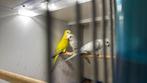 Muisparkieten en veel andere soorten gezocht!, Dieren en Toebehoren, Vogels | Parkieten en Papegaaien