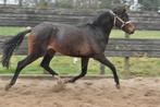 zeer goede bijna 2 jarige D sportponys, Dieren en Toebehoren, Met stamboom, Dressuurpony, Niet van toepassing, 0 tot 2 jaar