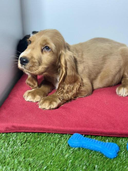 Engelse cocker spaniel pups, Dieren en Toebehoren, Honden | Retrievers, Spaniëls en Waterhonden, Meerdere dieren, Spaniël, Fokker | Professioneel