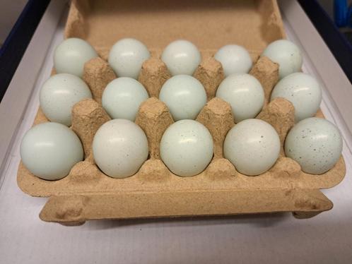 Broedeieren Celadon Kwartel, Dieren en Toebehoren, Pluimvee