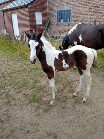 paint hengsten veulen homozygoot, Moins de 160 cm, Cheval western, 0 à 2 ans, Non dressé