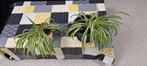 Chlorophytum comosum: spinplant, Ophalen