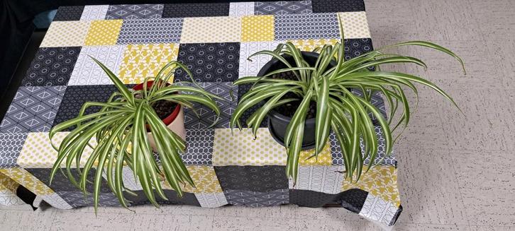 Chlorophytum comosum: spinplant, Tuin en Terras, Planten | Tuinplanten, Ophalen