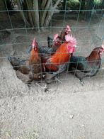 Broedeieren van marans koperhals