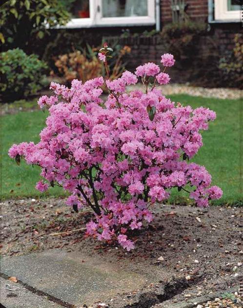 Rhododendrons, Jardin & Terrasse, Plantes | Arbustes & Haies, Arbuste, Rhododendron, Enlèvement ou Envoi