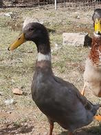 Coureur indien, Plusieurs animaux, Canard