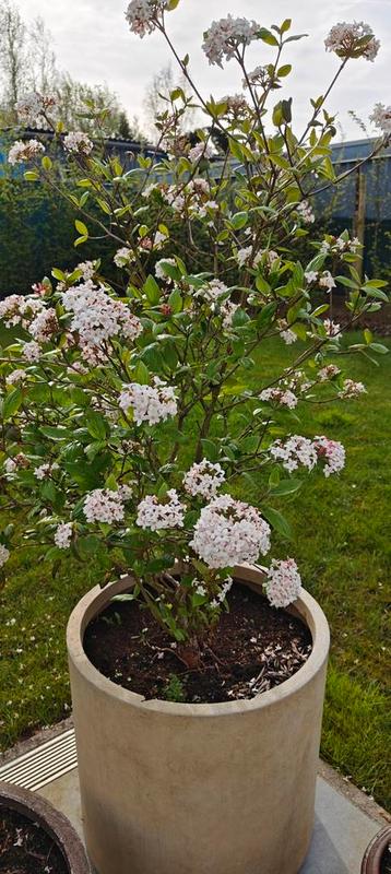 Viburnum tinus, sneeuwbal 