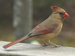 Rode kardinaal 1 pop 2024 geringd, Dieren en Toebehoren, Vogels | Overige Vogels, Meerdere dieren, Tropenvogel, Geringd