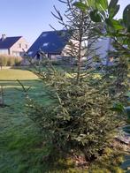 Kerstboom, Tuin en Terras, Planten | Bomen, Ophalen