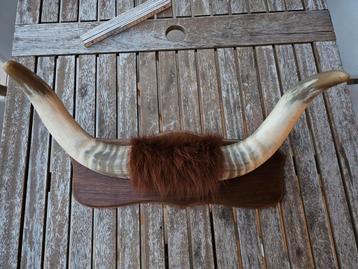 Vintage hoorns op houten plank beschikbaar voor biedingen