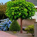 Catalpas, Tuin en Terras, Planten | Bomen, Ophalen, Zomer, Volle zon, Overige soorten