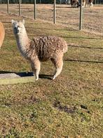 Alpaca hengstje mini, Dieren en Toebehoren, Januari, Mannelijk