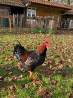 Barneveld hanen, Dieren en Toebehoren, Pluimvee, Mannelijk, Kip