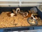 Jonge cavias. Met toebehoren en eten, Dieren en Toebehoren, Cavia, December, Meerdere dieren, Tam