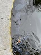 Karpers  en 1 steur, Dieren en Toebehoren, Steur