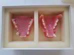Anatomisch model mond hond, Ophalen, Nieuw