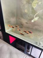 Platy rood-zwart  20 stuks