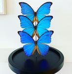 Ensemble de 3 Papillons Exotiques Morpho Didius sous globe, Collections, Collections Animaux, Insecte, Animal empaillé, Enlèvement ou Envoi