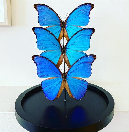 Ensemble de 3 Papillons Exotiques Morpho Didius sous globe, Collections, Collections Animaux, Neuf, Animal empaillé, Insecte, Enlèvement ou Envoi