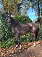 Knappe 16 jarige dressuur merrie, Dieren en Toebehoren, Paarden, Merrie