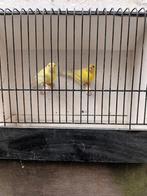Harzer kanaries 2023, Dieren en Toebehoren, Vogels | Kanaries