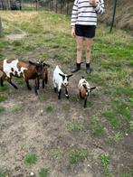 3 geitjes te koop., Dieren en Toebehoren, Schapen, Geiten en Varkens, Meerdere dieren, Geit, 0 tot 2 jaar