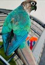 Conure femelle turquoise, Ophalen, Nieuw