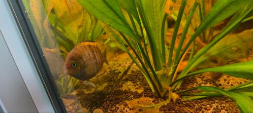 3 Sajica cichliden, Dieren en Toebehoren, Vissen | Aquariumvissen, Vis