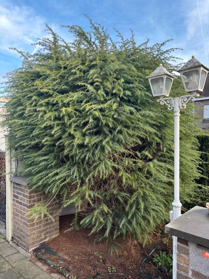 Gratis struiken en boompjes, Tuin en Terras, Planten | Bomen, Ophalen