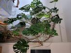 Grande monstera, Huis en Inrichting, Kamerplanten, Ophalen, Halfschaduw, 200 cm of meer