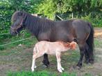 Shetland merrie, Dieren en Toebehoren, Gechipt, 11 jaar of ouder, Merrie, Niet van toepassing