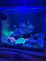 Zeeaquarium , complete set, Ophalen, Zo goed als nieuw